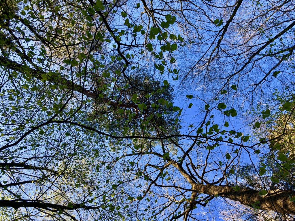 Blick nach oben im Buchenwald