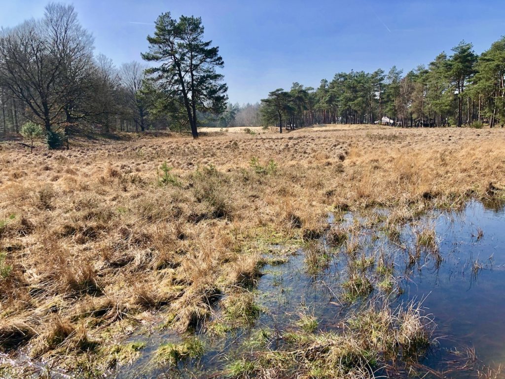 Hoge Veluwe Nationalpark Moor, Wald und Duenen