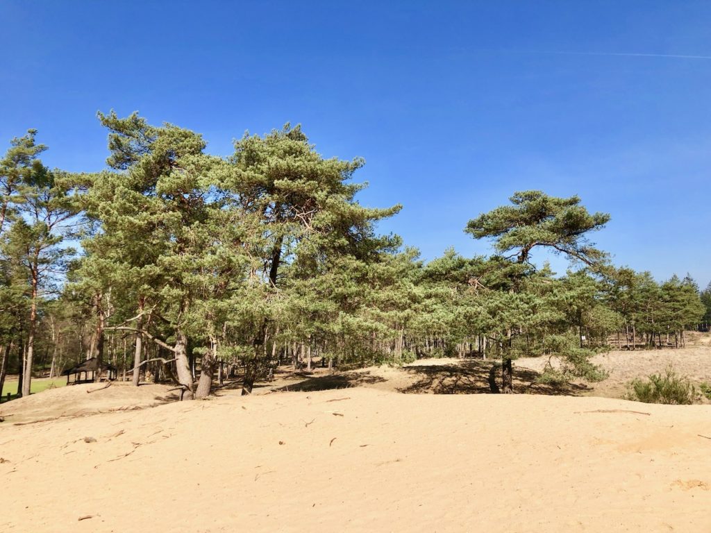 Hoge Veluwe Nationalpark 