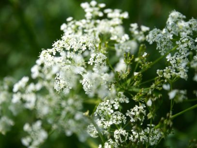 Grüne Hochzeit - green wedding