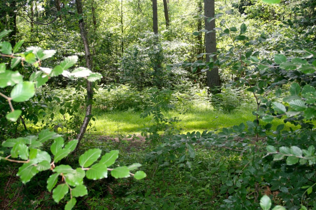 Blick in den Wald