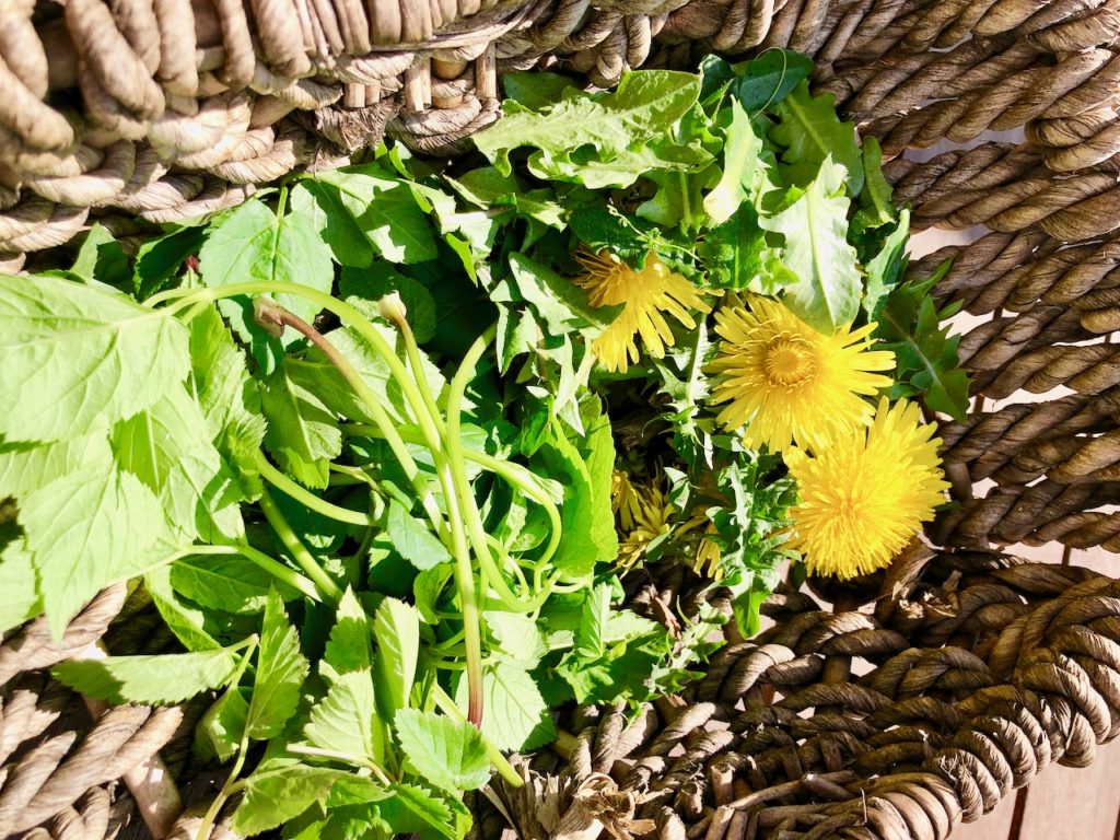 Rezept Loewenzahn Pesto