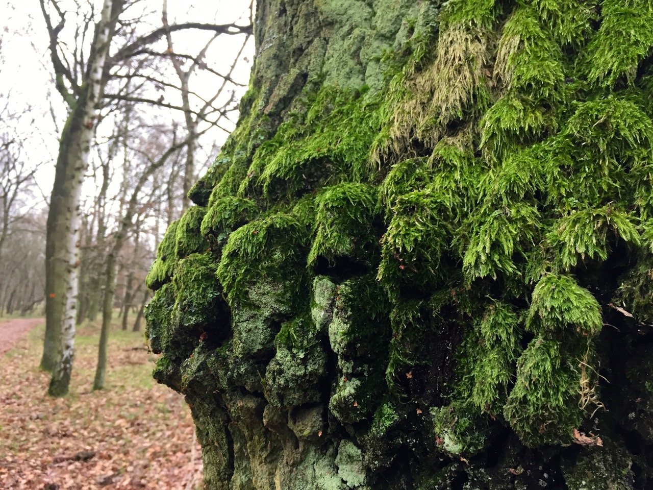 Sand und Wald wechseln sich mit Moor und Heide ab