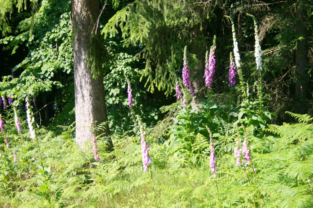 Spaziergang im Wald