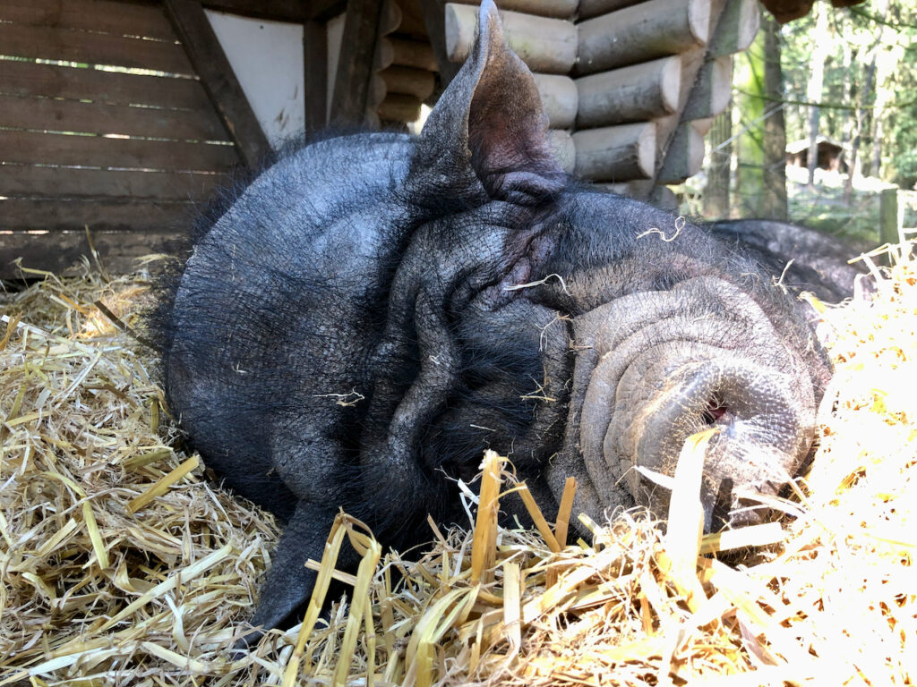 Tierpark Ueckermuende