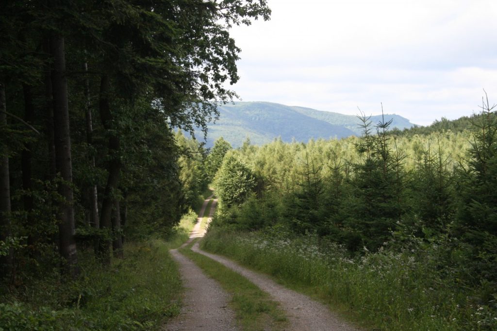 Weg durch den Wald - auch eine Slow Tourism Idee "wandern"