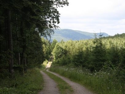 Weg durch den Wald