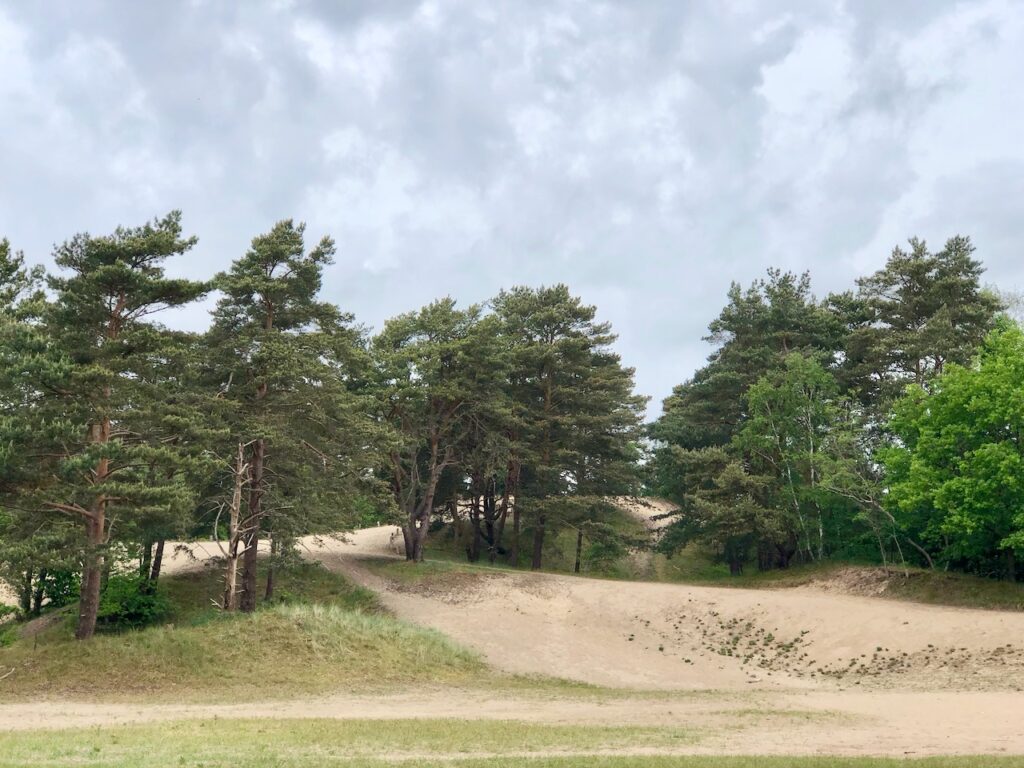 Besenhorster Sandberge: Dünen & Lost Place im Naturschutzgebiet