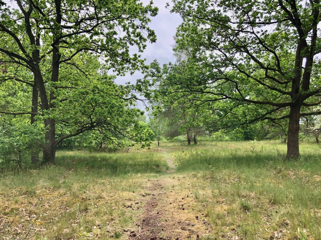 Besenhorster Sandberge und Elbsandwiesen