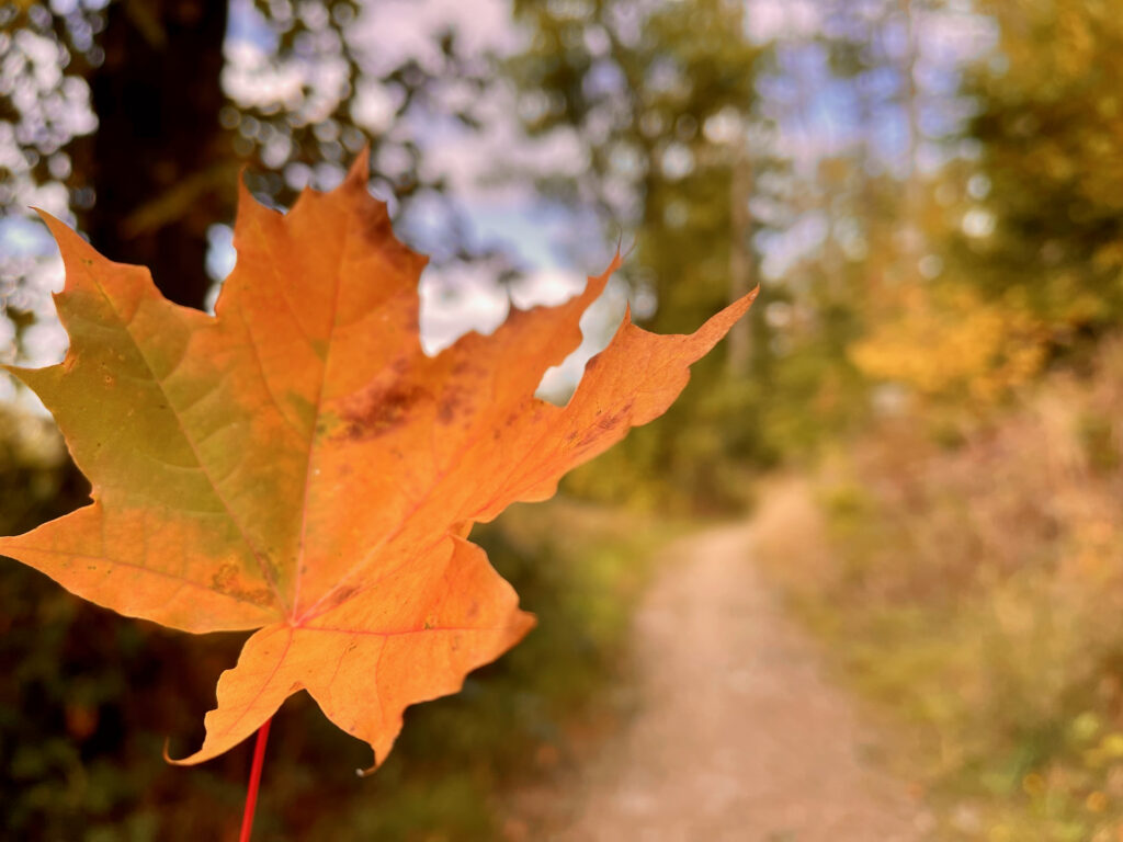 Seelenorte im Sauerland, buntes Herbstblatt weist den Weg