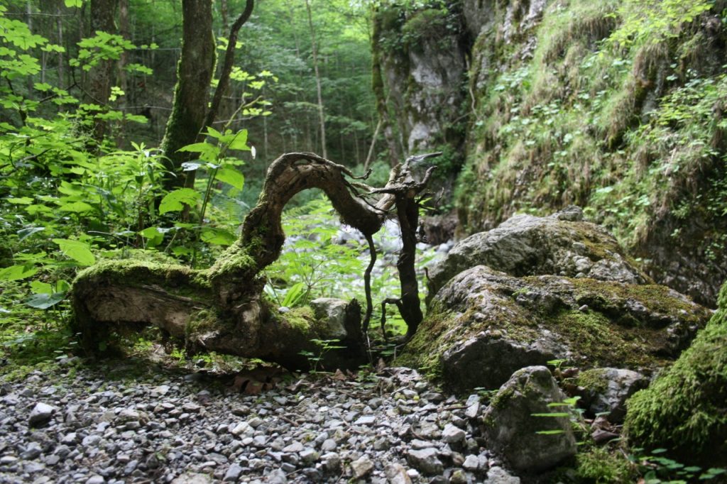 Waldbaden, Wald-Wellness, Waldcoaching