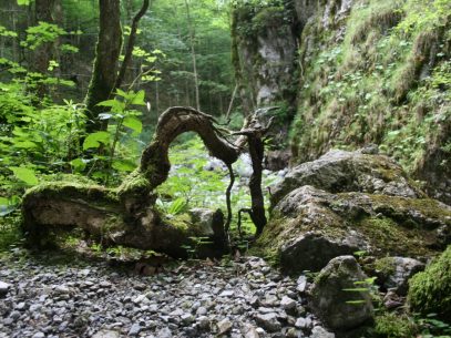 Waldbaden, Wald-Wellness, Waldcoaching