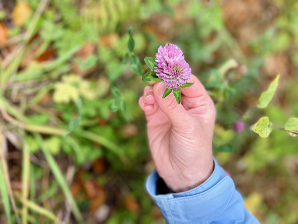 Kraeuterwanderung Willingen mit Nina Cremer
