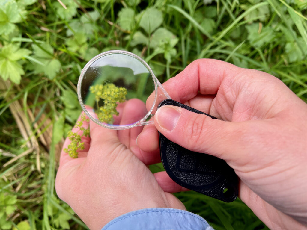 Heilkraeuter Wanderung Willingen, 2 Tage unterwegs in und um Willingen