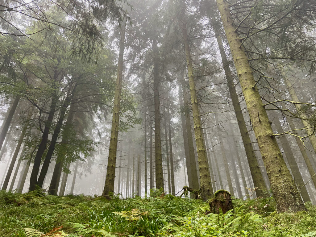2 Tage in Willingen, Wanderung durch den Nebelwald