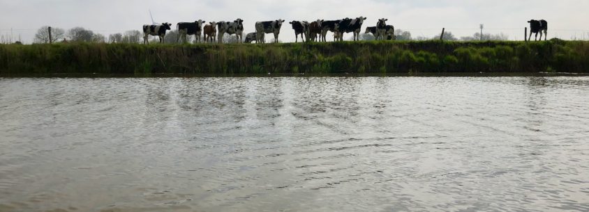 Paddeltour neugierige Kuehe