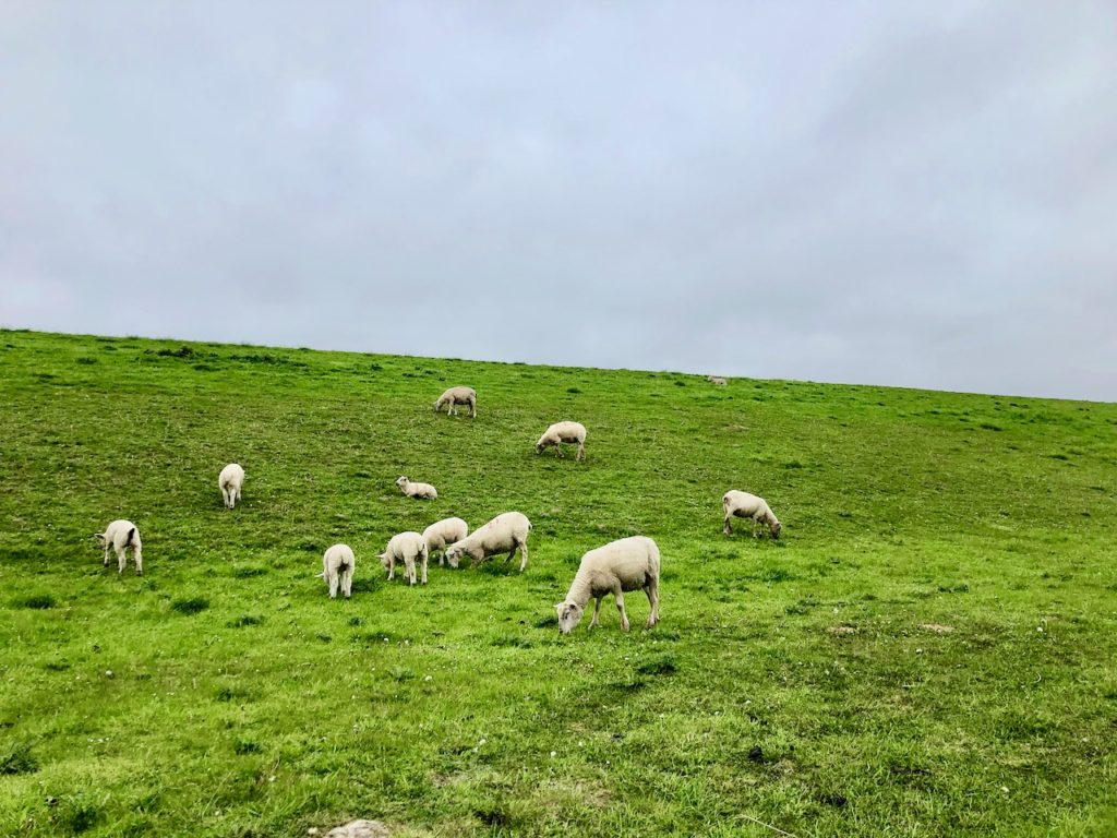 Schafe auf dem Deich Neuharlingersiel