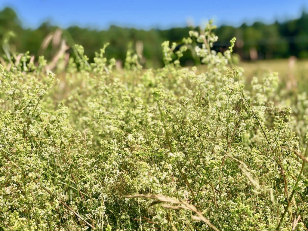 Hamburg Wandern auf den Nordpfaden