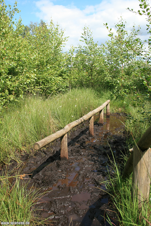 Moorwandern im Tister Bauernmoor