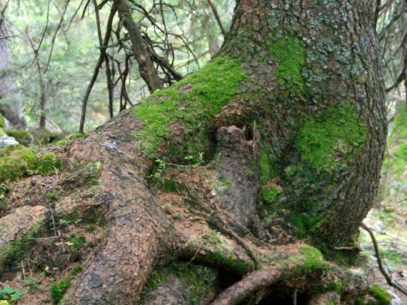 Moosbewuchs am Baum