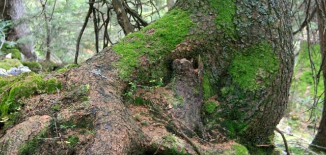 Moosbewuchs am Baum