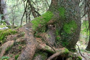 Moosbewuchs am Baum