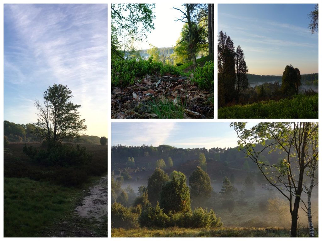 Sonnenaufgang Totengrund Bispingen