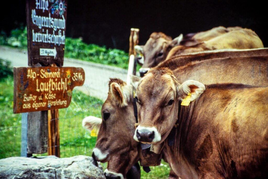 allgaeu-bad-hindelang-kuehe