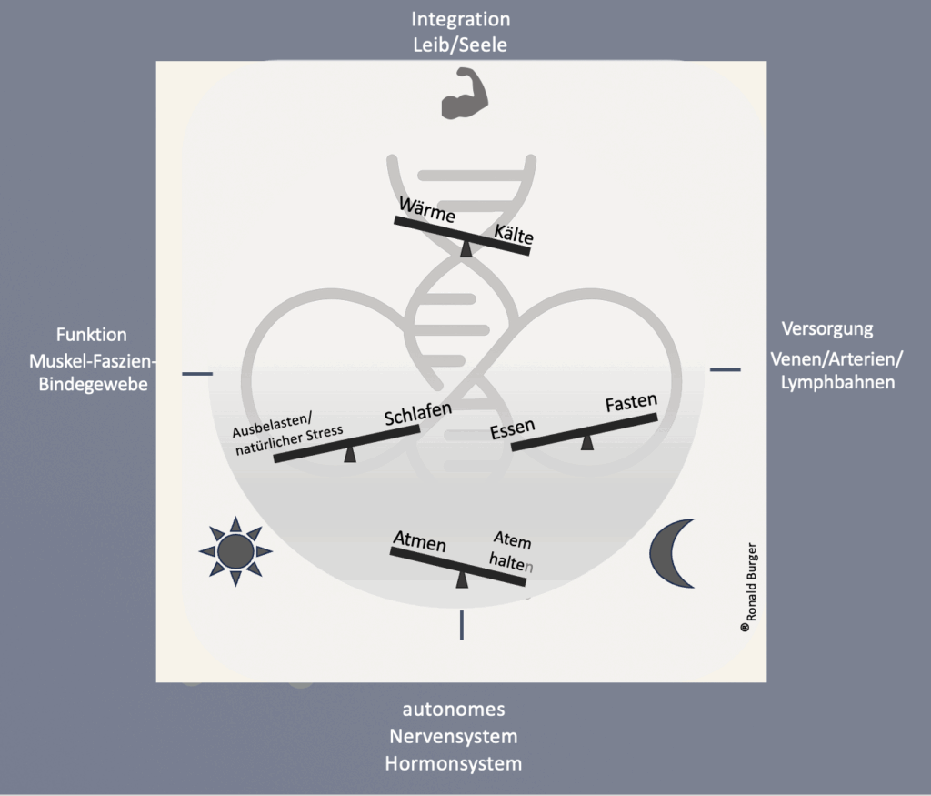Abgrenzung Longevity Grafik