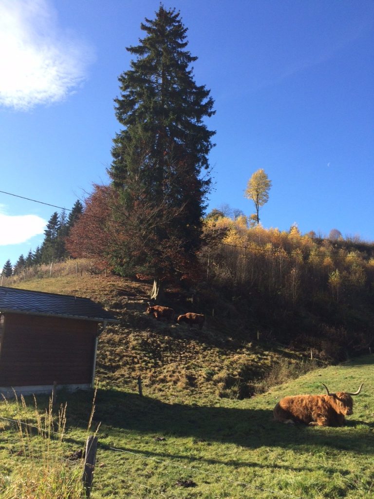 Herbstliche Sonnenstimmung im Sauerland