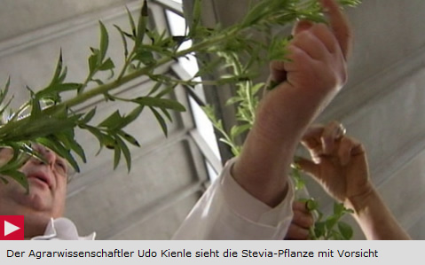 Interessanter Bericht über Stevia auf 3sat aus dem Jahr 2001